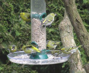 Siskins on one of the feeders