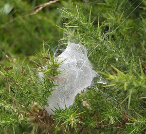 web in gorse