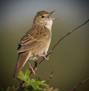 Grasshopper_Warbler