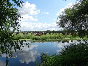 The River Waveney at Earsham