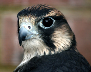 Head of a Falcon By Keven Law from Los Angeles, USA [CC BY-SA 2.0 (http://creativecommons.org/licenses/by-sa/2.0)], via Wikimedia Commons