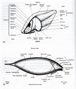 Cross sections through a corn of barley