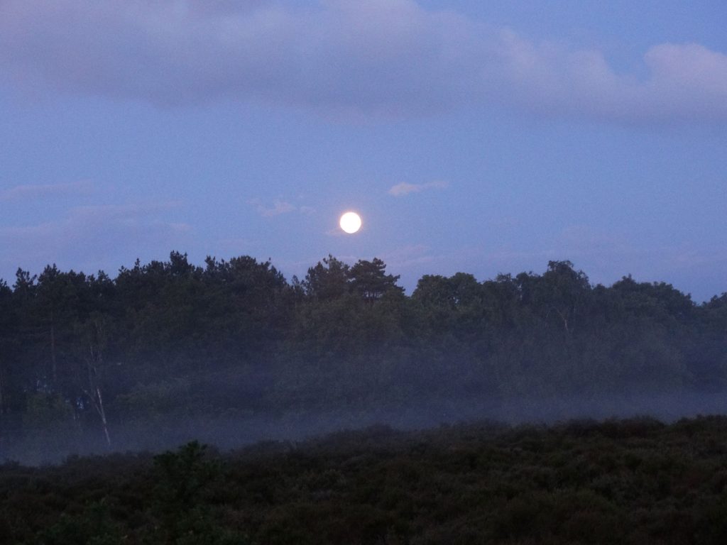 Full moon rising over the heath. My photo.