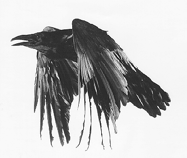 Corvus corone corone